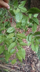 Micromelum minutum