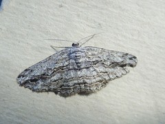 Scioglyptis chionomera