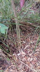 Micromelum minutum
