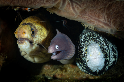 Photo of Snowflake Moray Eel (Echidna nebulosa)