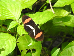 Heliconius melpomene rosina