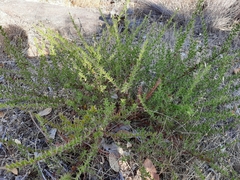 Acacia huegelii