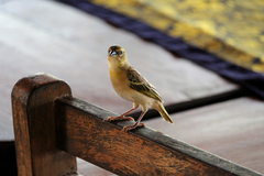 Ploceus melanocephalus