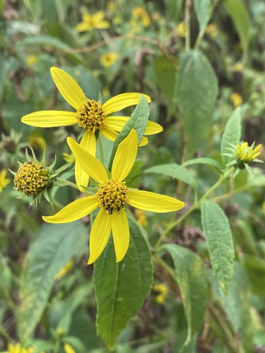 Thinleaf Sunflower (Helianthus decapetalus)