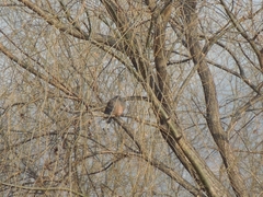 Streptopelia orientalis