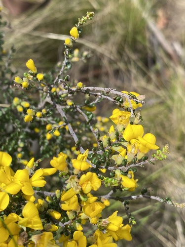 Bossiaea foliosa observed 2025-11-25