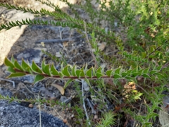 Acacia huegelii