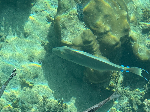 Blue-spine nosefish