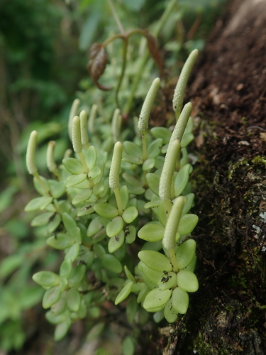 Peperomia tetraphylla