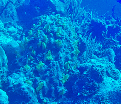 Siphonodictyon coralliphagum