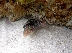 Canthigaster punctatissima