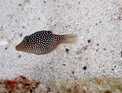 Canthigaster punctatissima