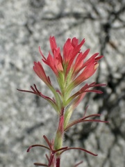 Castilleja bryantii