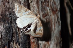 Phrataria transcissata