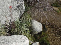 Castilleja bryantii