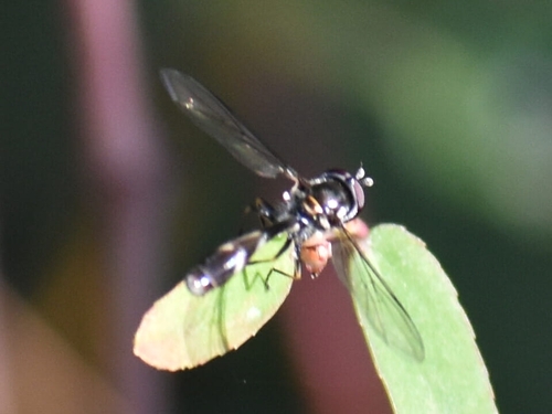 Unknown species found near Universal City, TX 78148, USA