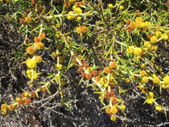 Acacia baxteri