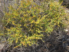 Acacia baxteri