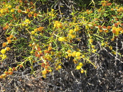 Acacia baxteri