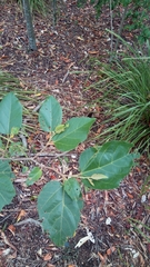 Commersonia bartramia