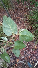 Commersonia bartramia