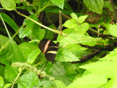 Heliconius melpomene rosina