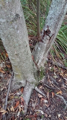 Commersonia bartramia