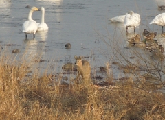 Hydropotes inermis argyropus