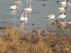 Hydropotes inermis argyropus