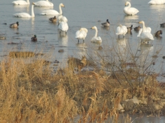 Hydropotes inermis argyropus