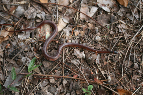 Orange-naped Snake sighting