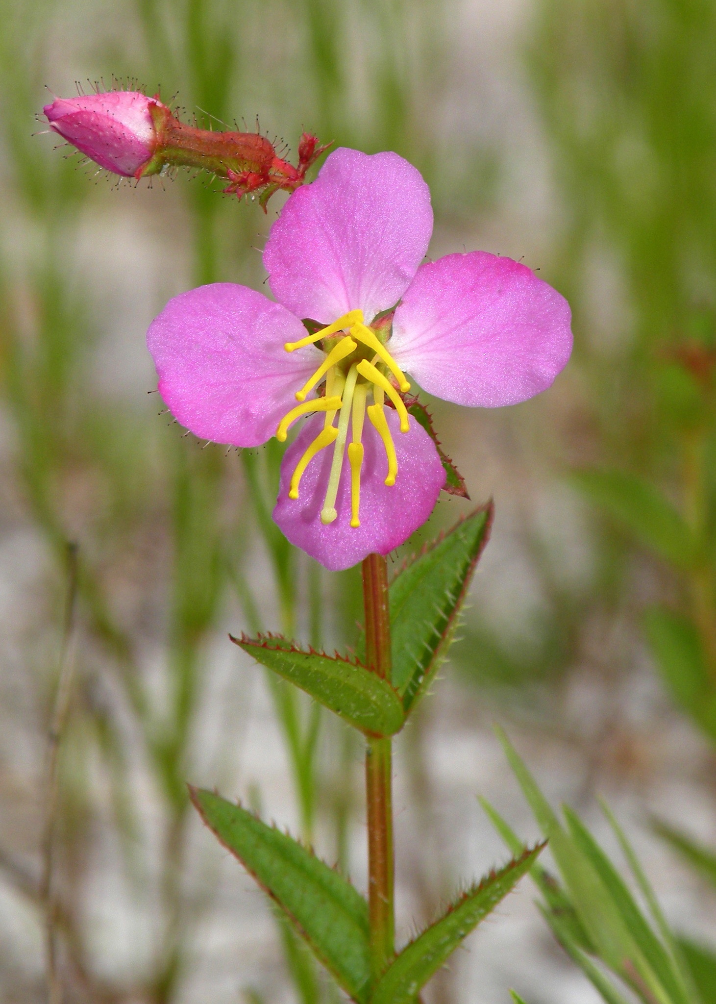 Rhexia virginica