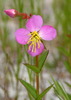 Virginia Meadowbeauty - Photo (c) Doug McGrady, some rights reserved (CC BY)