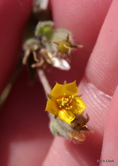 Mentzelia montana