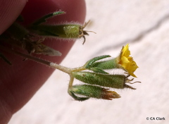 Mentzelia montana