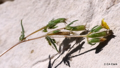 Mentzelia montana