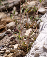 Mentzelia montana