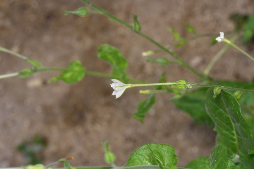 Fiddleleaf Tobacco (Nicotiana repanda)