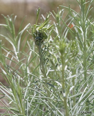Ericameria nauseosa hololeuca