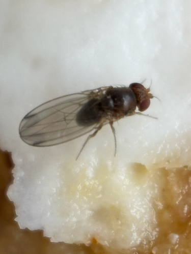 Unknown species found near Daileyville Rd, Charleston, IL, US