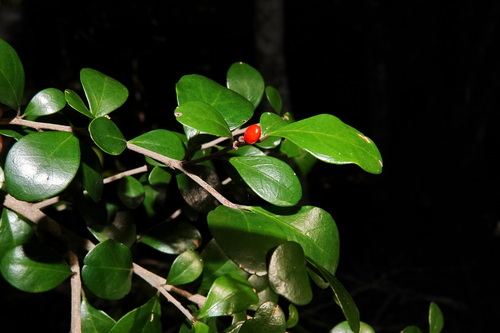Emmenosperma pancherianum observed 2025-11-15