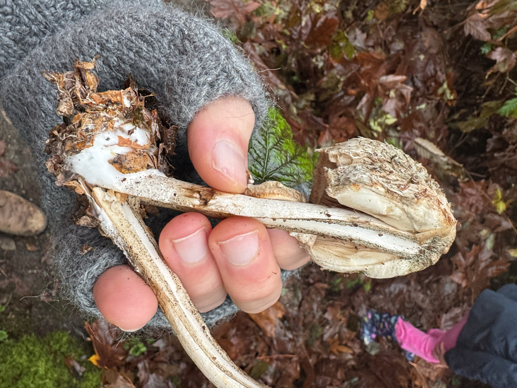 Chlorophyllum olivieri · November 2025 · photo: © rainhead (iNaturalist, cc-by)
