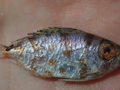Priacanthus macracanthus