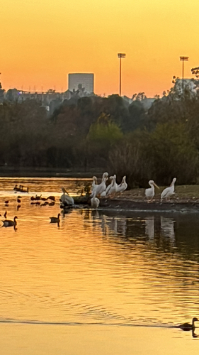 iNaturalist observation photo of American White Pelican