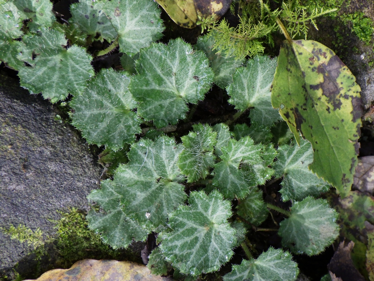 Saxifraga stolonifera — ảnh 3