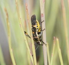 Aplerotus maculatus