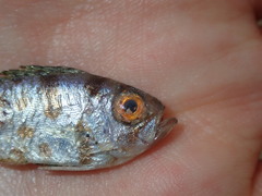 Priacanthus macracanthus