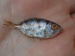 Priacanthus macracanthus