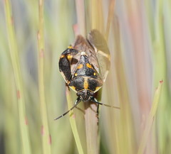 Aplerotus maculatus