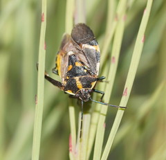 Aplerotus maculatus